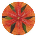 Orange Lily Sticker by 13BlackCatsDesigns Orange Lily Sticker
