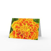 Orange Marigold Greeting Card