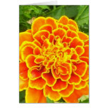 Orange Marigold Greeting Card
