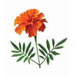 Orange Marigold Kids Tshirt