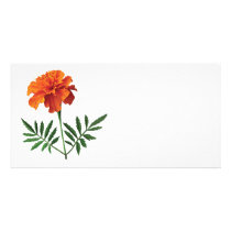 Orange Marigold photo cards