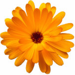 Orange Marigold photo sculptures