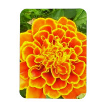 Orange Marigold  Premium Magnet