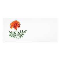 Orange Marigold rack cards