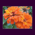 Orange Marigolds