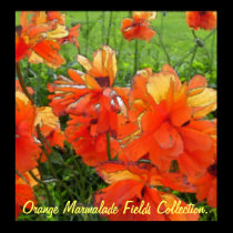 Orange Marmalade Fields Collection. posters