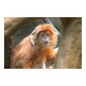 orange monkey large poster posters
