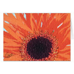 Orange Mum