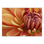 Orange Mum Card cards