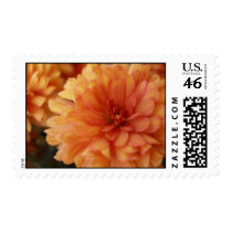Orange Mum postage
