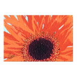 Orange Mum