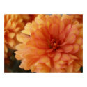 Orange Mum posters
