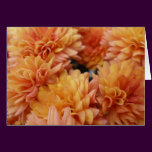 Orange Mums