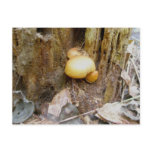 Orange Mushrooms on Log OBX Postcard