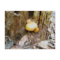 Orange Mushrooms on Log OBX Postcard