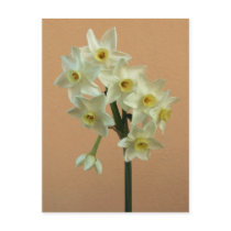 Orange Narcissus Postcard postcards