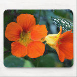 Orange Nasturium Flowers mousepads