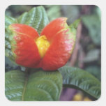 Orange Orange and green plant, Peruvian jungle flo Square Stickers