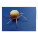 Orange Orb Weaver Spider Card