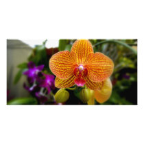 Orange Orchid Photo Greeting Card