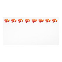 orange-orchids photo cards