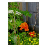Orange Oriental Poppy Among Weeds Card