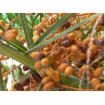 Orange Palm Tree Fruits Cut Out