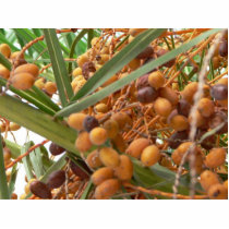 Orange Palm Tree Fruits photo sculptures