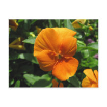 Orange Pansy Post Card