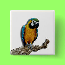 Orange Parrot alone button buttons