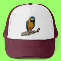 Orange Parrot alone hat