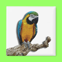 Orange Parrot alone magnet magnets