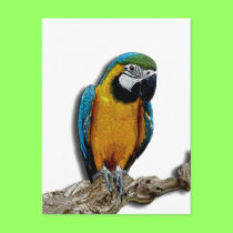 Orange Parrot alone postcard