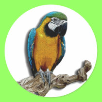 Orange Parrot alone stickers stickers