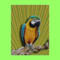 Orange Parrot & Palms postcard postcards