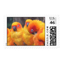 Orange Parrot Postage