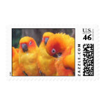 Orange Parrot Postage postage