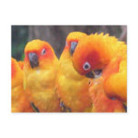 Orange Parrot Postcard