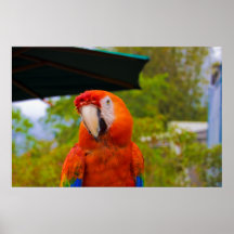 Orange Parrot Poster