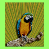 Orange Parrot poster posters