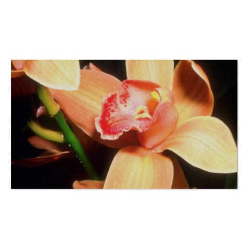 Orange Peach Orchid flowers Business Card Templates (back side)