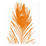 Orange Peacock Feather Postcard