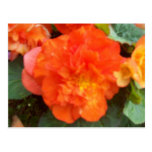 Orange Peony Post Cards
