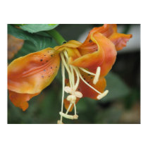 Orange Pettles posters