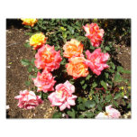 Orange Pink And Yellow Roses Photographic Print