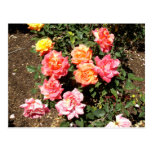 Orange Pink And Yellow Roses Postcards