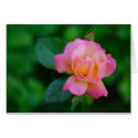 orange-pink rose cards