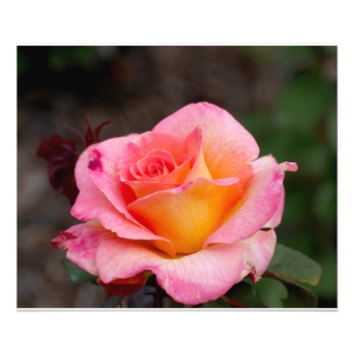 Orange Pink Rose
