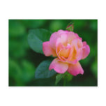 orange-pink rose postcards