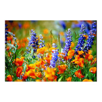 Orange Poppies and Lupine posters